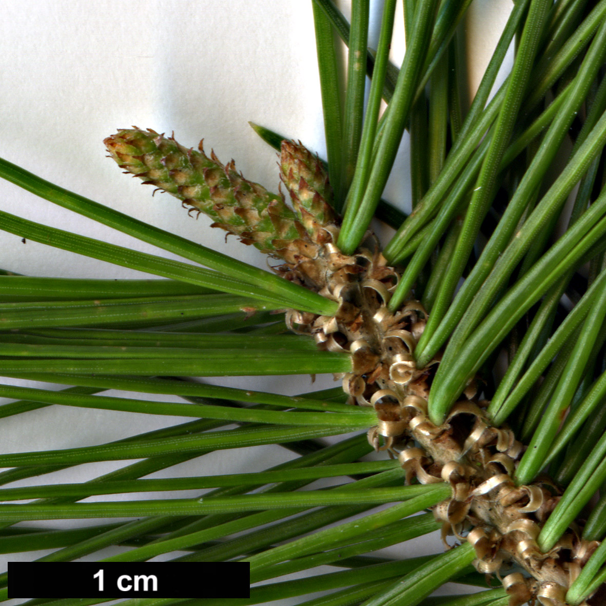 High resolution image: Family: Pinaceae - Genus: Pinus - Taxon: cembroides